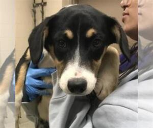 Labbe Dogs for adoption in Conroe, TX, USA