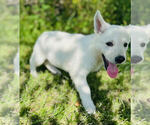 Small #3 German Shepherd Dog