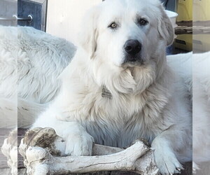 Mother of the Great Pyrenees puppies born on 04/04/2025