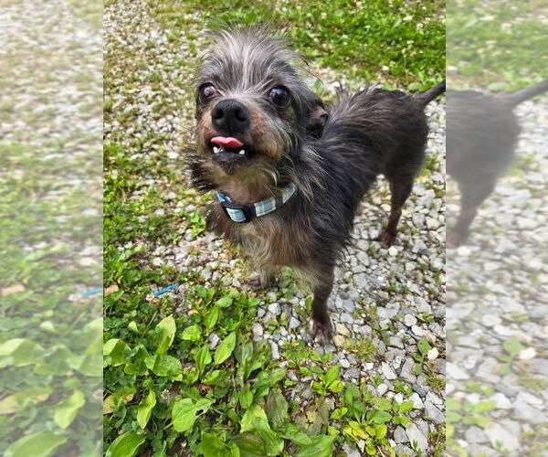 Medium Photo #9 Mutt Puppy For Sale in Aurora, IN, USA