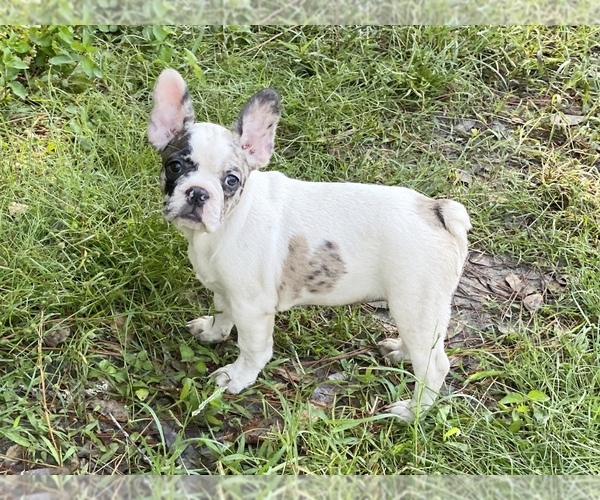 Medium Photo #7 French Bulldog Puppy For Sale in JACKSONVILLE, FL, USA