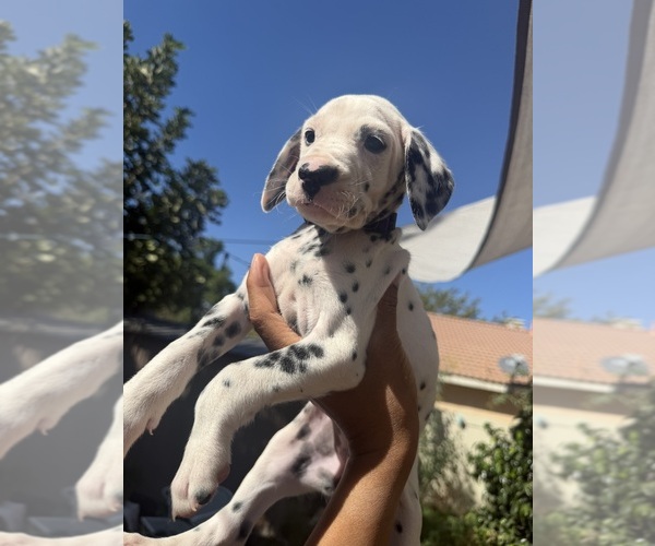 Medium Photo #5 Dalmatian Puppy For Sale in COLTON, CA, USA