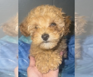 Poodle (Miniature) Puppy for sale in WATERFORD, CT, USA