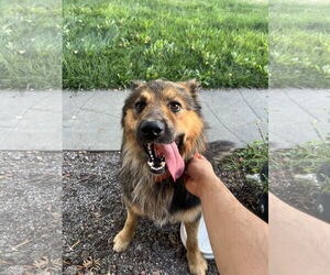 Australian Shepherd-German Shepherd Dog Mix Dogs for adoption in Woodland, CA, USA