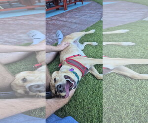 Sugar #7 - Female Labrador Retriever-Unknown Mix Dog for Adoption - Photo #2