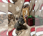 Puppy 1 French Bulldog