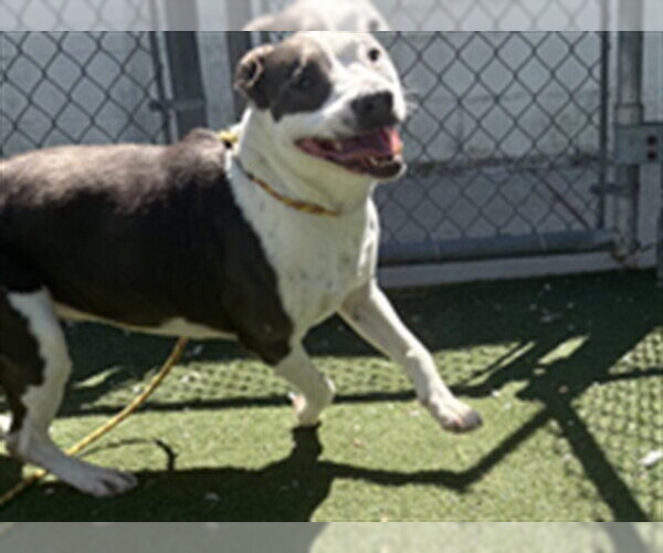 Medium Photo #1 Border Collie-Unknown Mix Puppy For Sale in Texas City, TX, USA