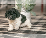 Puppy Ricky Poodle (Miniature)