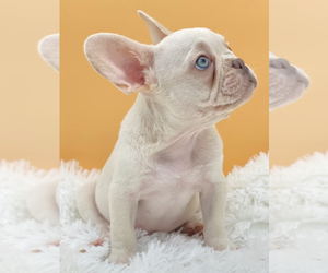 French Bulldog Puppy for sale in ATHERTON, CA, USA