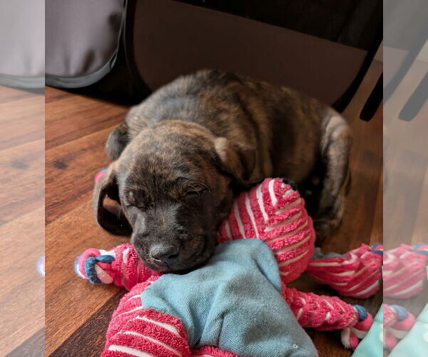 Medium Photo #2 Labrador Retriever-Unknown Mix Puppy For Sale in Plainfield, IL, USA