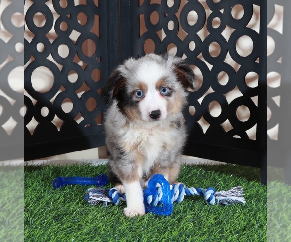 Medium Photo #1 Miniature Australian Shepherd Puppy For Sale in MOUNT VERNON, OH, USA