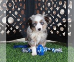 Small Miniature Australian Shepherd