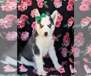 Siberian Husky Puppy for sale in KIRKWOOD, PA, USA