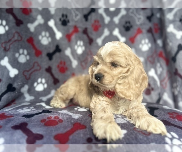 Medium Photo #3 Cocker Spaniel Puppy For Sale in LAKELAND, FL, USA