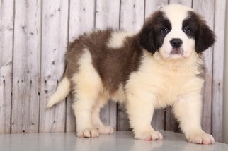 Saint Bernard Puppy for sale in MOUNT VERNON, OH, USA