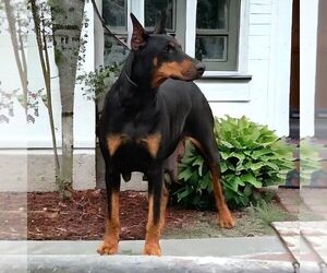 Mother of the Doberman Pinscher puppies born on 02/06/2025