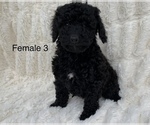 Small Photo #6 Poodle (Toy) Puppy For Sale in AUBURN, CA, USA