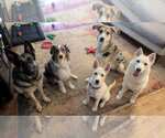 Small #8 Huskies  Mix
