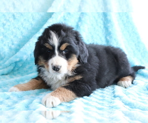Bearded Collie-Bernese Mountain Dog Mix Puppy for sale in SHILOH, OH, USA