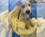 Small Photo #1 Mutt Puppy For Sale in Chula Vista, CA, USA