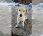 Small #3 Great Pyrenees Mix