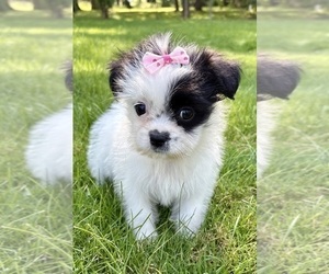 Shih Tzu Puppy for sale in FAIR HAVEN, MI, USA