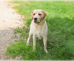 Small #1 Labrador Retriever