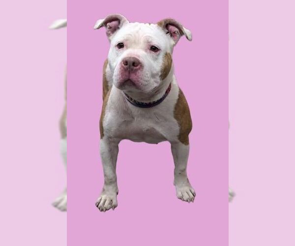 Medium Photo #1 Mutt Puppy For Sale in Martinsburg, WV, USA