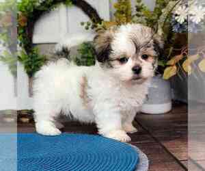 Zuchon Puppy for sale in MARIETTA, GA, USA