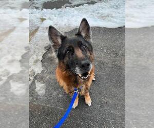 German Shepherd Dog Dogs for adoption in Boston, MA, USA