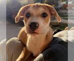 Small #13 Boxer Mix