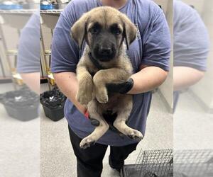 German Shepherd Dog-Unknown Mix Dogs for adoption in Pasadena, TX, USA