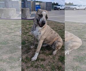 Molly-Diamond Dog! $75 Adoption Fee! - Female Masti-Bull Dog for Adoption - Photo #8