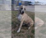 Small #7 American Pit Bull Terrier-Anatolian Shepherd Mix