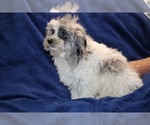 Small #18 ShihPoo