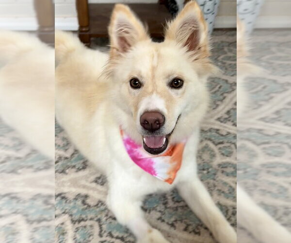Medium Photo #3 Mutt Puppy For Sale in San Leon, TX, USA