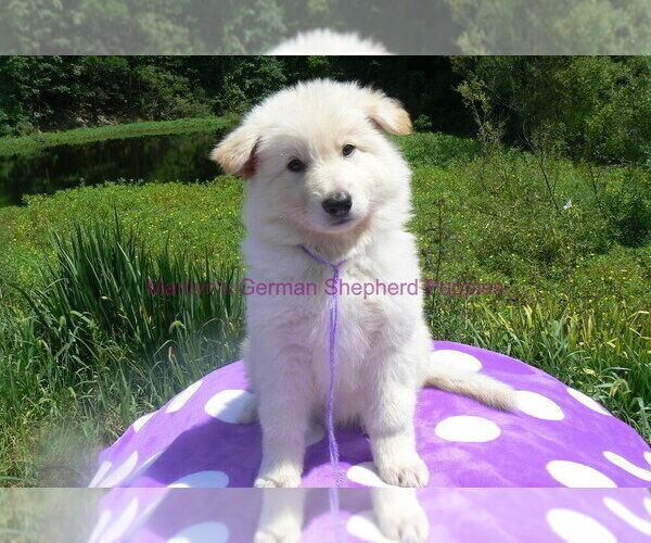Medium Photo #3 German Shepherd Dog Puppy For Sale in PIEDMONT, MO, USA
