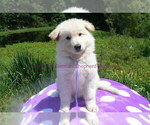 Small #2 German Shepherd Dog