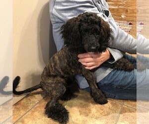 Poodle (Miniature) Puppy for sale in VERSAILLES, OH, USA