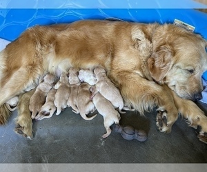 Mother of the Golden Retriever puppies born on 05/20/2022