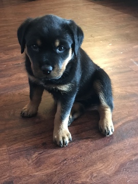 Medium Photo #3 Rottweiler Puppy For Sale in BEAVERTON, OR, USA