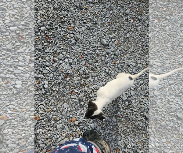 Medium Photo #4 Rat Terrier-Unknown Mix Puppy For Sale in Wakefield, RI, USA