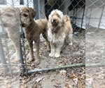 Small Photo #1 Goldendoodle Puppy For Sale in ALEXANDER, AR, USA