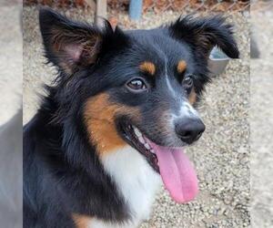 Australian Shepherd Dogs for adoption in Canfield, OH, USA