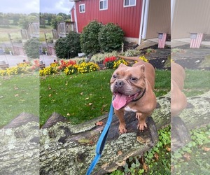 McLovin - Male American Bulldog-Unknown Mix Dog for Adoption - Photo #30