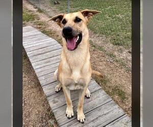 Labrador Retriever-Unknown Mix Dogs for adoption in Conroe, TX, USA