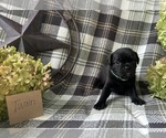 Small #3 Puggle