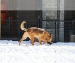 Small #14 German Shepherd Dog