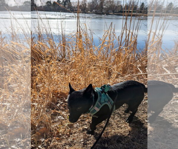 Medium Photo #2 Chihuahua-Unknown Mix Puppy For Sale in Aurora, CO, USA