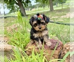 Small #7 Morkie